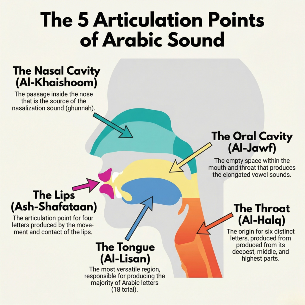 Diagram showing the five articulation points (Makharij) in Tajweed: oral cavity, throat, tongue, lips, and nasal cavity
